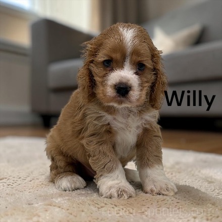 puppy, for, sale, Cocker Spaniel, Joe & Cherri  Overlease, dog, breeder, Miller, MO, dog-breeder, puppy-for-sale, forsale, nearby, find, puppyfind, locator, puppylocator, aca
